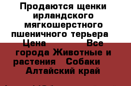 Продаются щенки ирландского мягкошерстного пшеничного терьера › Цена ­ 30 000 - Все города Животные и растения » Собаки   . Алтайский край